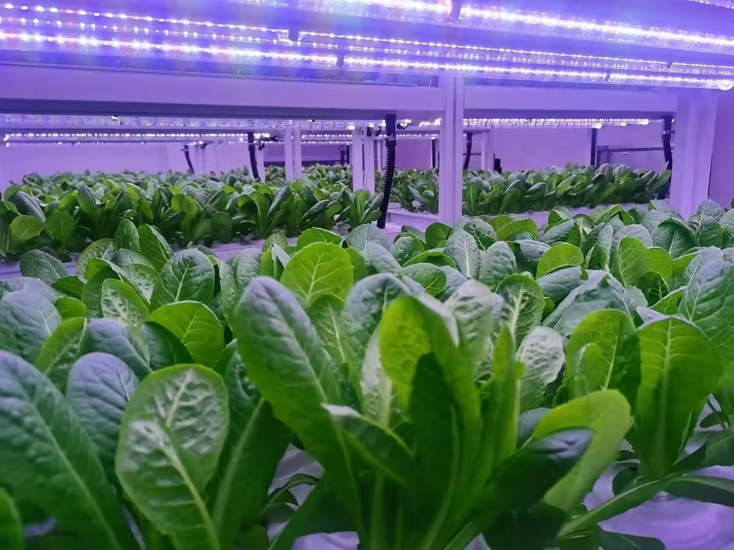 f Greenhouse Agricultural Equi - Farming Equipment For Agriculture review and price